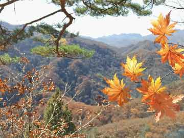 澳門天天開好彩背后的秘密與挑戰(zhàn)，警惕違法犯罪風(fēng)險(xiǎn)