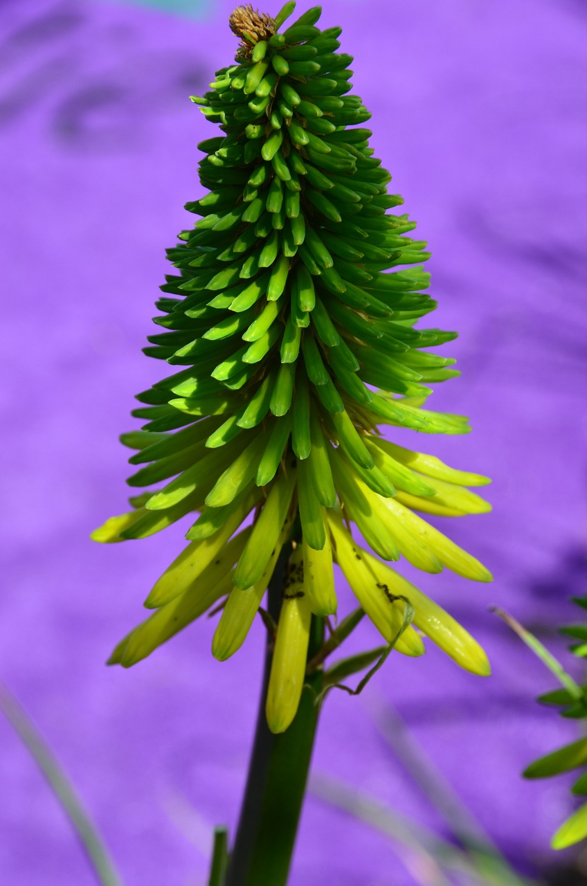 廣東省龍眼種植技術(shù)