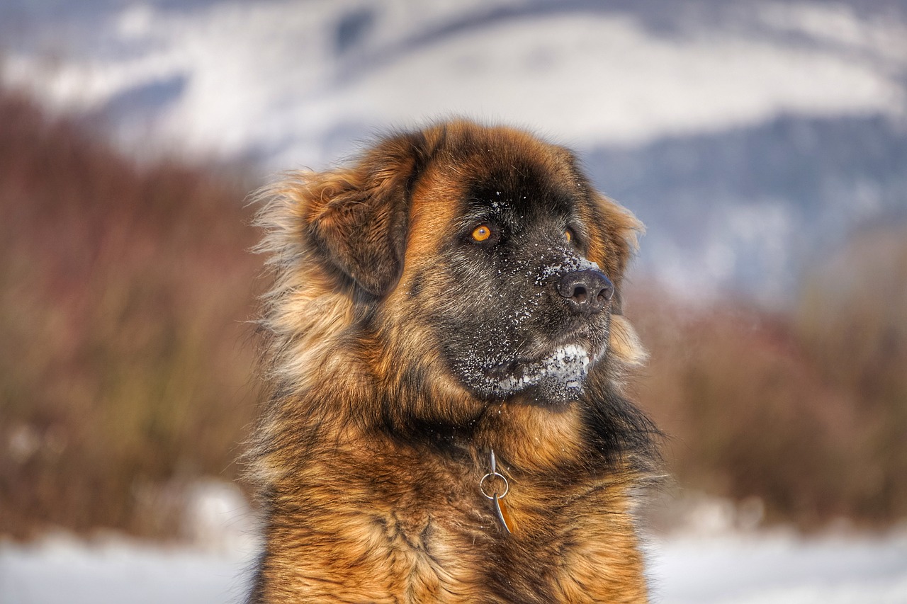 五個月的狗狗是否已經(jīng)成年？解讀犬類成長階段