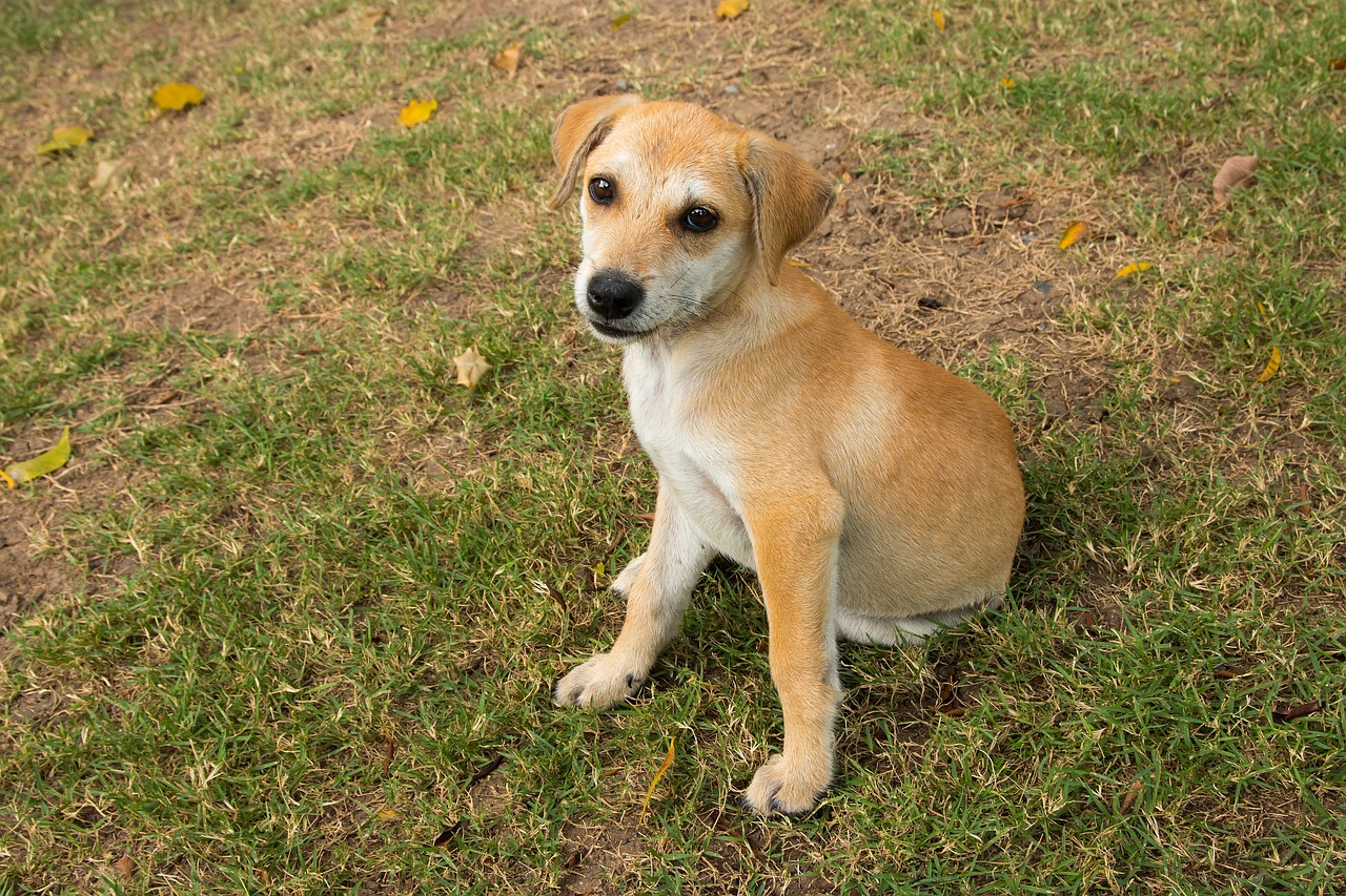 探索一個月大德牧幼犬的魅力，精美圖片展示