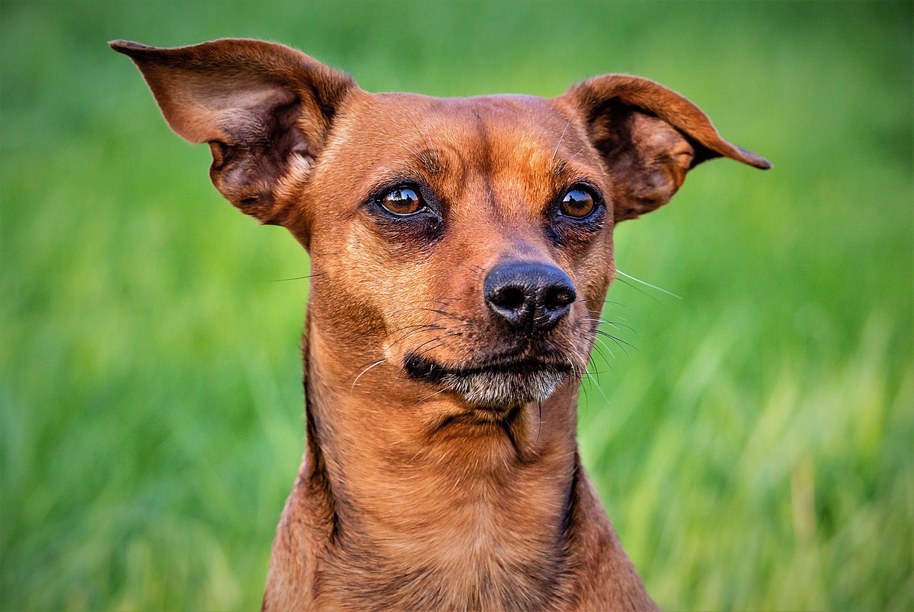 德牧犬三個(gè)月的成長與培養(yǎng)