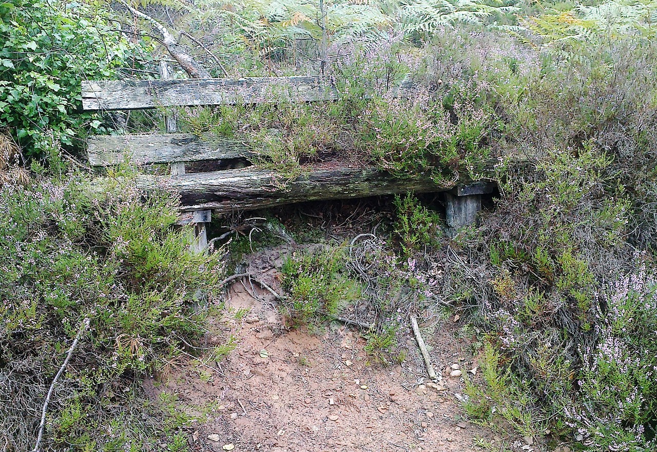 嶺南茶韻，走進廣東嶺南茶坑村的古老與新生