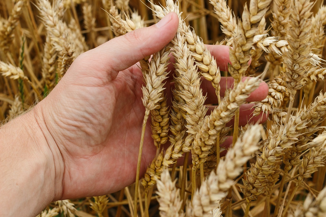 廣東省第二糧倉，繁榮的糧食儲備與農(nóng)業(yè)發(fā)展的縮影