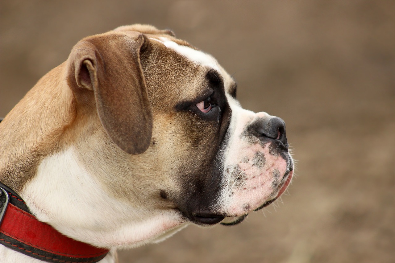 兩個月大的斗牛犬飼養(yǎng)指南