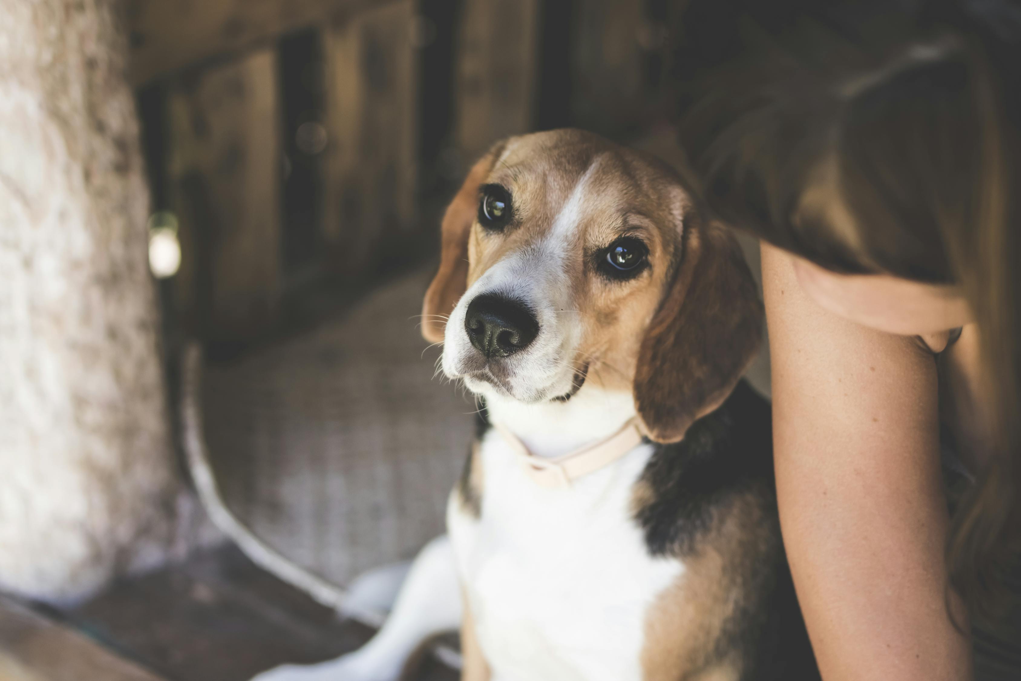 高加索犬的成長歷程，幾個(gè)月內(nèi)逐漸展現(xiàn)強(qiáng)大身姿