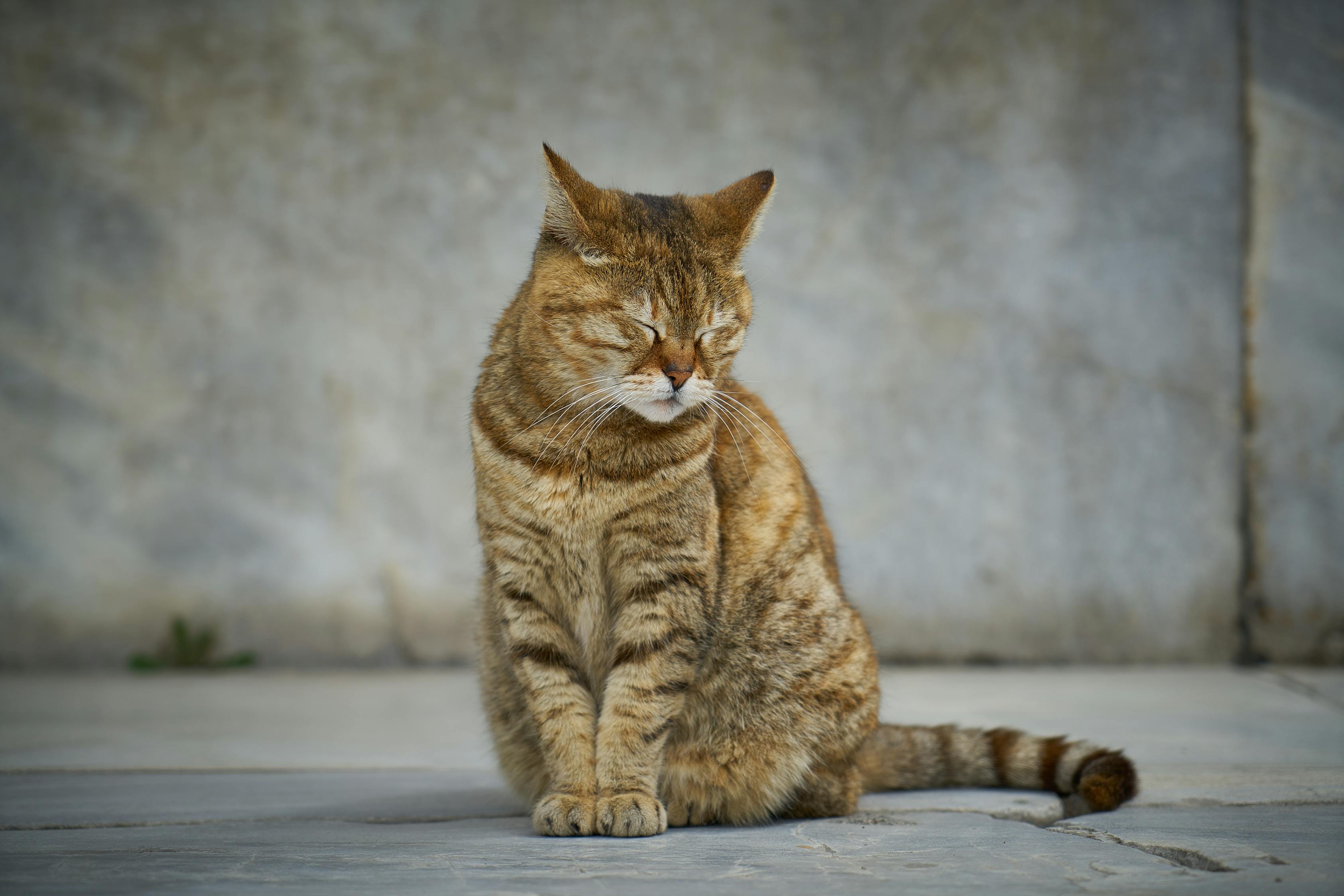 狗獨(dú)自在家一個月，挑戰(zhàn)與責(zé)任