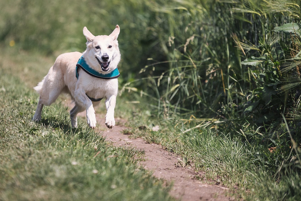 馬犬生長(zhǎng)速度研究，揭秘哪個(gè)月馬犬生長(zhǎng)最快