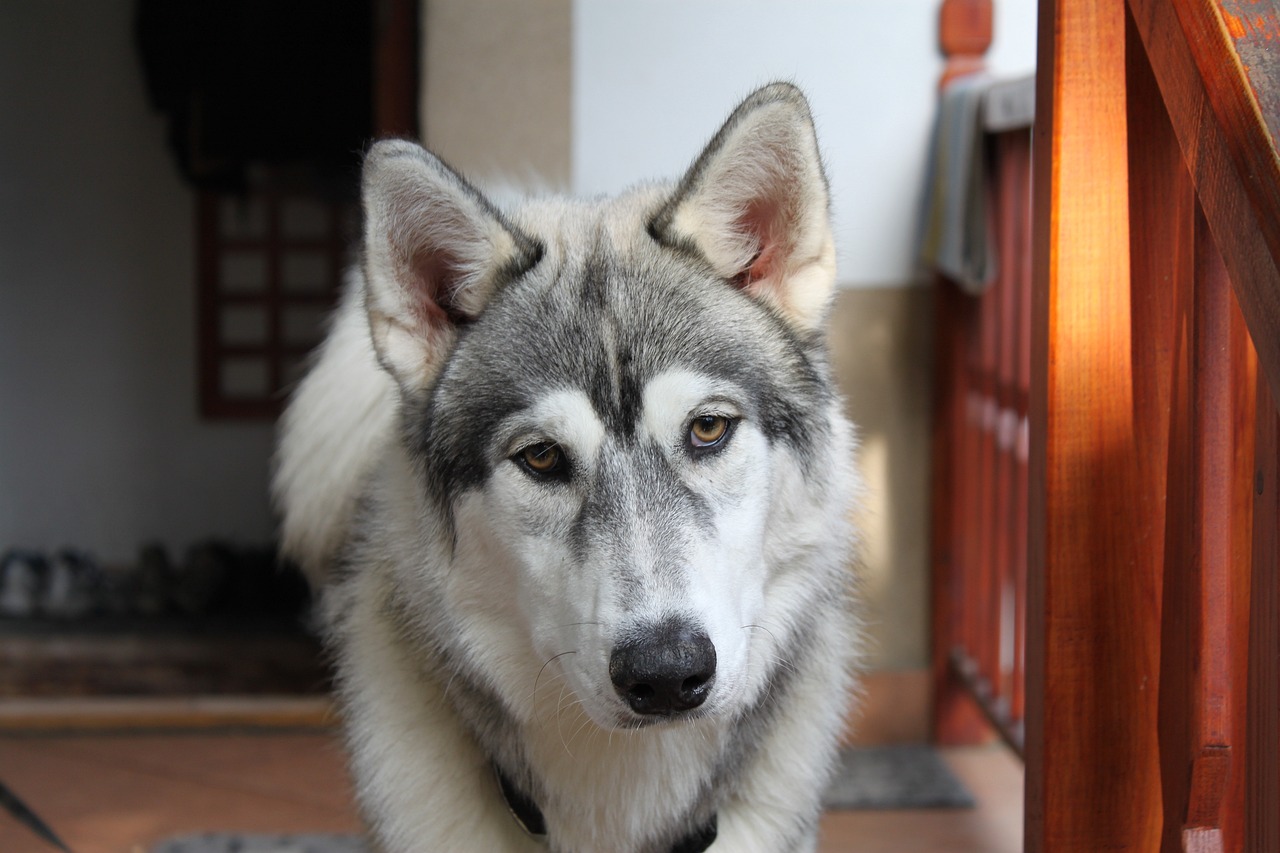 探索格力犬的成長之旅，一張?zhí)貏e的五個(gè)月大圖片