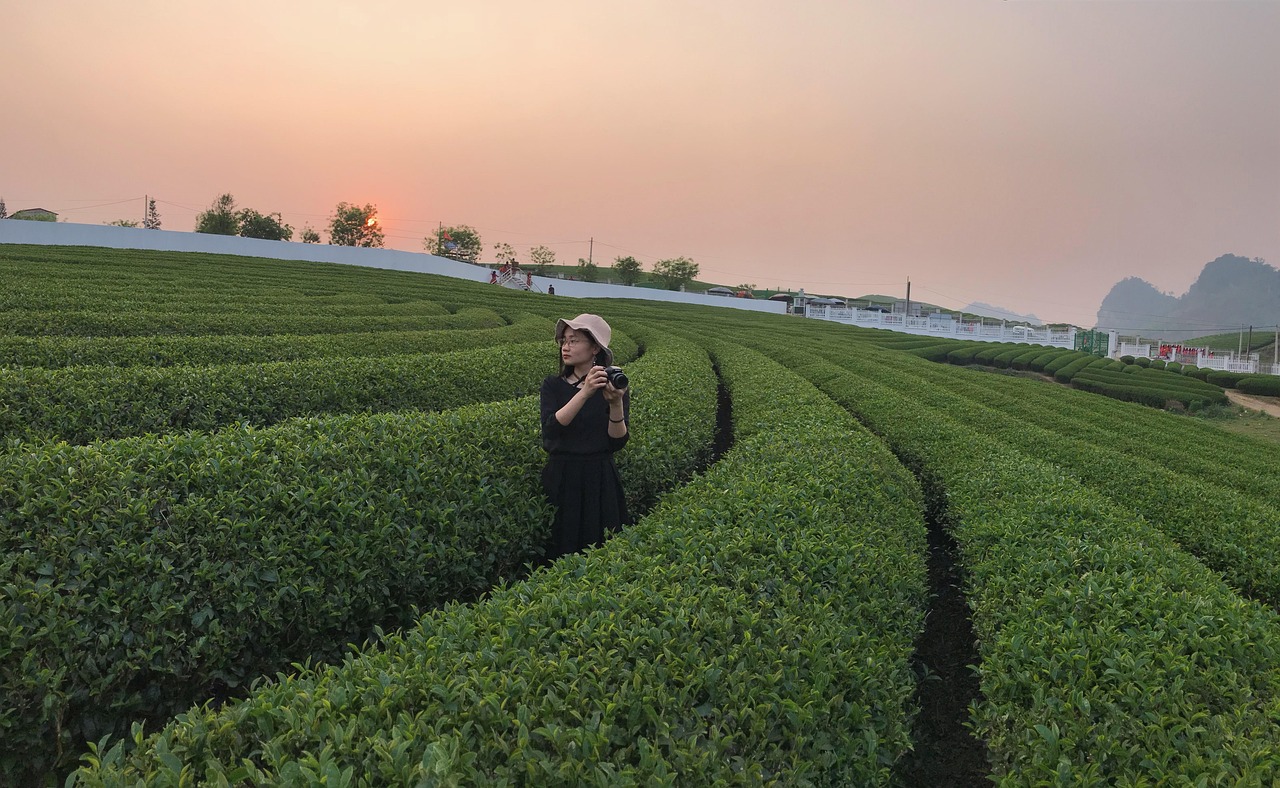 廣東老虎山茶葉有限公司，傳承與創(chuàng)新中的茶業(yè)典范