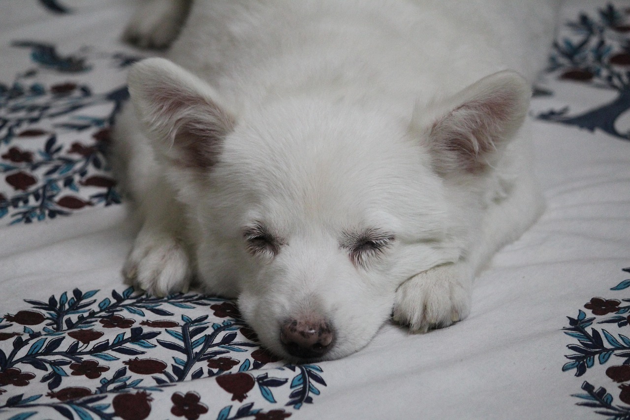 雪納瑞幼犬一個月照片，記錄美好與成長