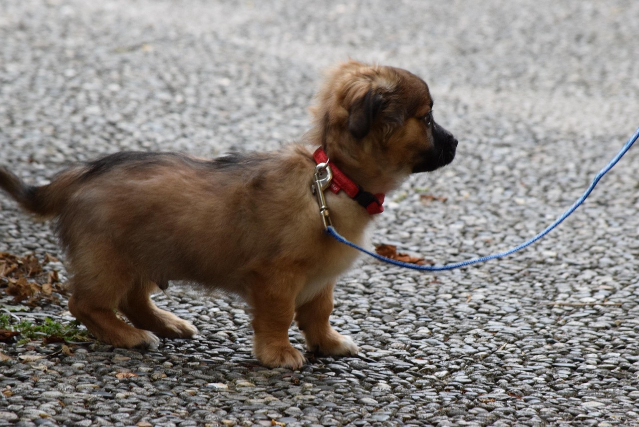 兩個月大的黑貝幼犬，活力四溢的可愛瞬間